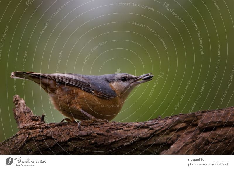 Kleiber Umwelt Natur Tier Frühling Sommer Herbst Schönes Wetter Baum Garten Park Wald Wildtier Vogel Tiergesicht Flügel Krallen 1 ästhetisch authentisch frech