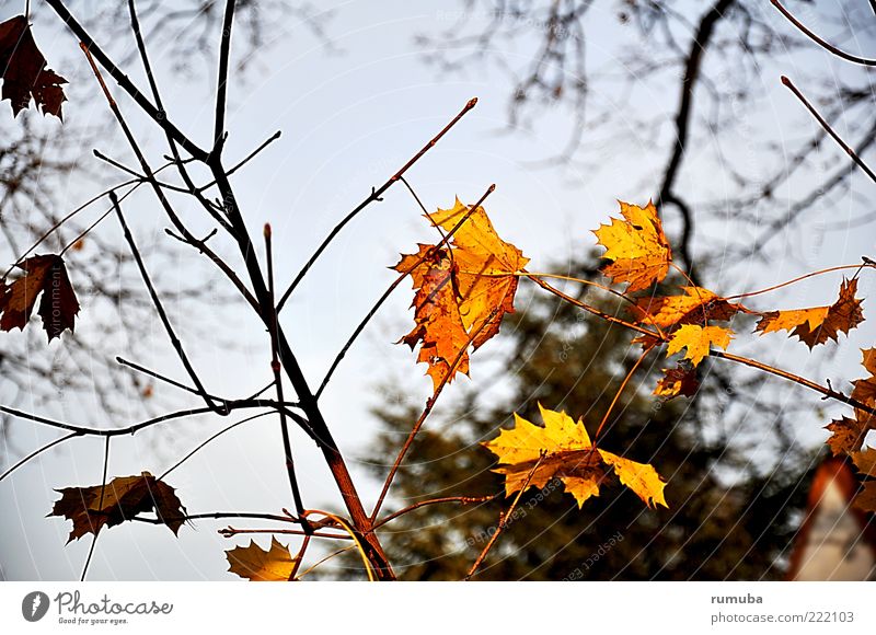 Herbst-Melancholie Natur Himmel Schönes Wetter verblüht blau gelb demütig Ast Blatt Farbfoto Außenaufnahme Zweig Herbstfärbung herbstlich Menschenleer