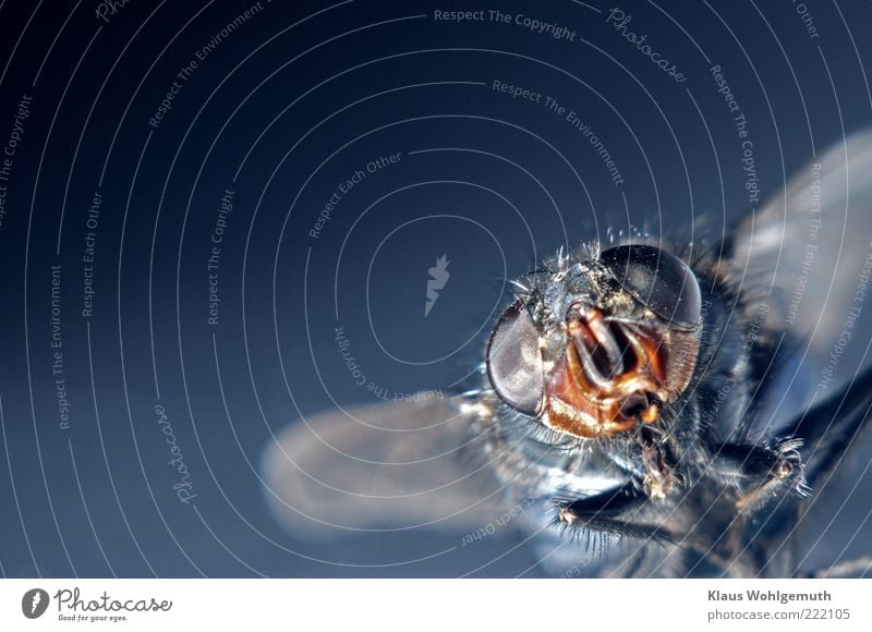 Porträt einer getrockneten Stubenfliege Umwelt Natur Tier Fliege Tiergesicht 1 entdecken Blick blau Flügel Beine Nebenaugen Facettenauge Imago Neugier Farbfoto