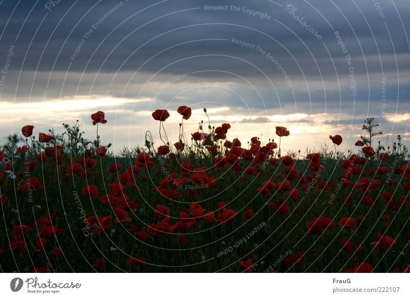 Mohn und Himmel Landschaft Wolken Sommer Blüte Feld Blühend ästhetisch natürlich schön Horizont Natur Stimmung Farbfoto Abend traumhaft Außenaufnahme