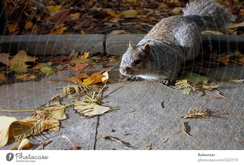 Ratte oder was?? Natur Tier Wildtier Fell Krallen 1 hocken dick authentisch frech grau Tierliebe Appetit & Hunger Stress Schüchternheit Eichhörnchen Farbfoto