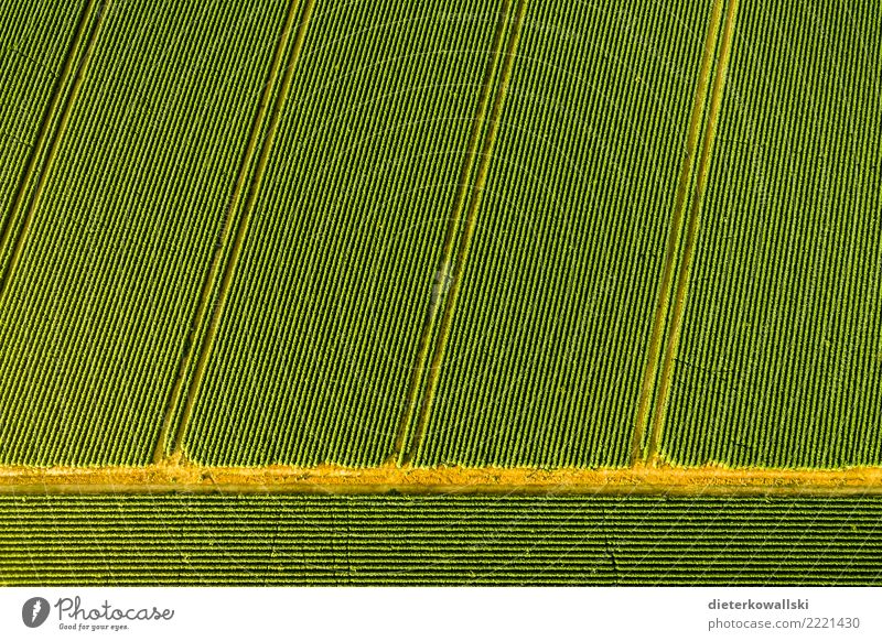 Feld Landwirtschaft Forstwirtschaft Handel Umwelt Natur Landschaft Nutztier grün Monokultur Ordnung wirtschaftlich Nutzpflanze ökologisch Insektizied Glyphosat