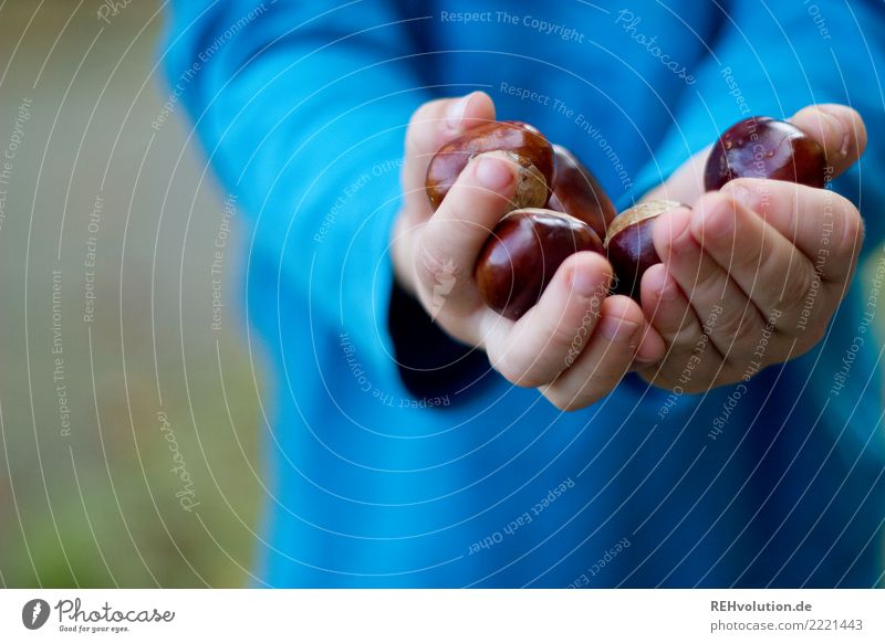 Kastanien Freizeit & Hobby Spielen Kind Kleinkind Junge Hand 1 Mensch 1-3 Jahre Umwelt Natur Herbst Kastanienbaum festhalten authentisch natürlich Neugier blau