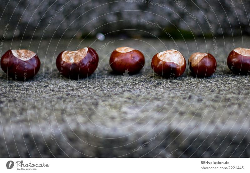 Kastanien Herbst Kastanienbaum Beton liegen glänzend Außenaufnahme Gedeckte Farben Farbfoto grau braun Nahaufnahme Detailaufnahme Makroaufnahme Tag Unschärfe