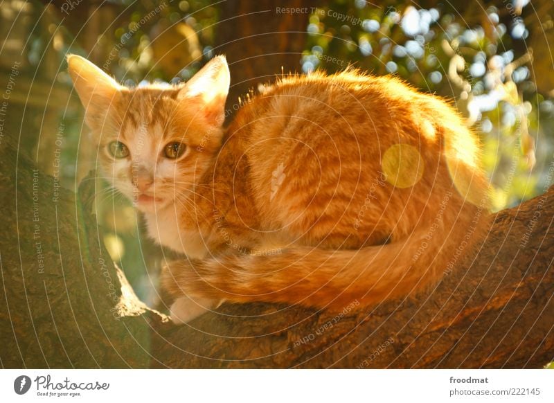 cuteness overload Tier Sonnenlicht Sommer Schönes Wetter Baum Haustier Katze 1 Tierjunges beobachten hocken sitzen frech kuschlig Neugier niedlich klug