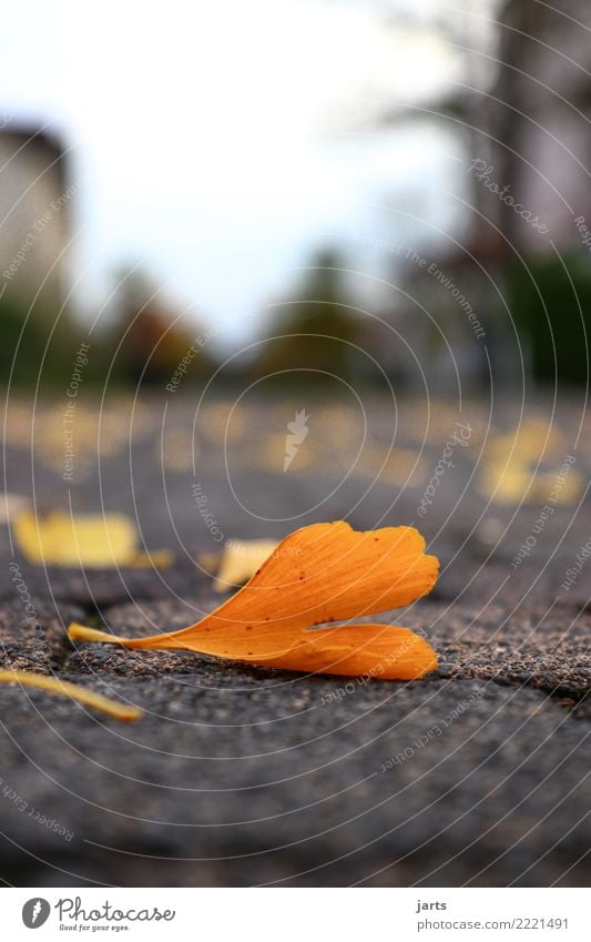 am boden Herbst Blatt Stadt Straße Wege & Pfade liegen natürlich Gefühle Natur Pflastersteine Farbfoto Außenaufnahme Nahaufnahme Menschenleer Textfreiraum oben