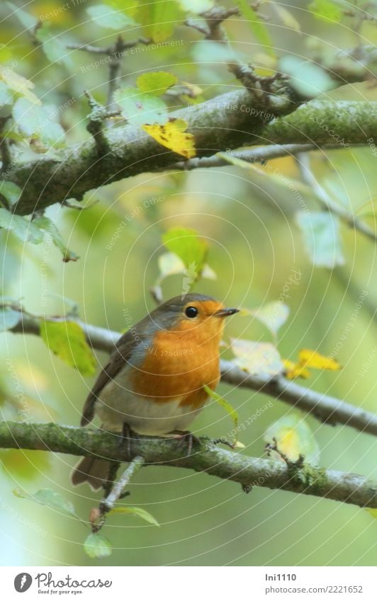 Rotkehlchen Natur Tier Herbst Baum Garten Park Wiese Feld Wald Wildtier Vogel Tiergesicht 1 natürlich Neugier gelb grau grün orange schwarz weiß Knopfauge