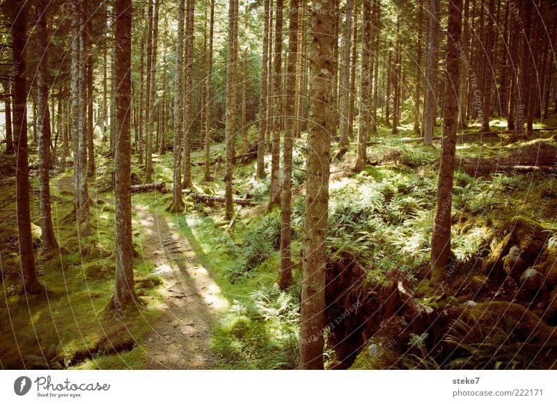 Hensel sucht Gretel Sonnenlicht Moos Wald braun grün Einsamkeit ruhig Schottland Wege & Pfade ursprünglich Nadelwald Gedeckte Farben Außenaufnahme Menschenleer