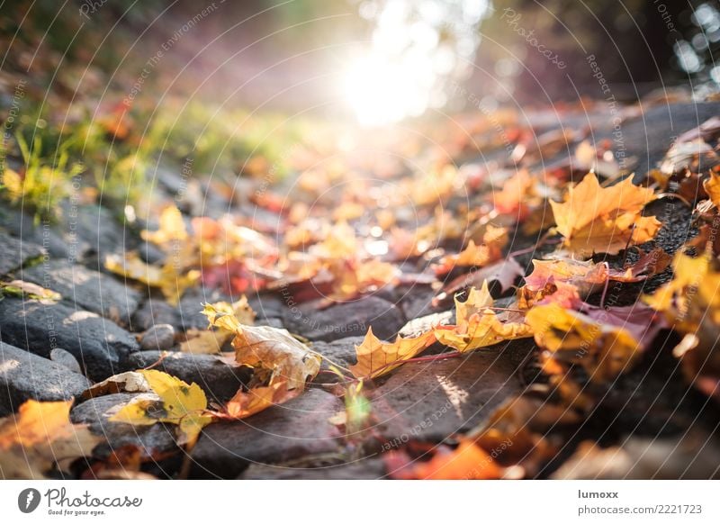 autumn is okay Natur Sonnenlicht Herbst Blatt Straße braun gelb grau grün Graz Herbstlaub Straßenrand Gegenlicht Sonnenuntergang Pflastersteine Farbfoto