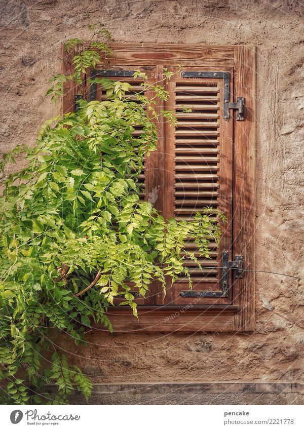 einfach mal liegenbleiben Pflanze Baum Dorf Altstadt Fassade Fenster alt Fensterladen geschlossen Grünpflanze schlafen Elsass ruhig Farbfoto Außenaufnahme