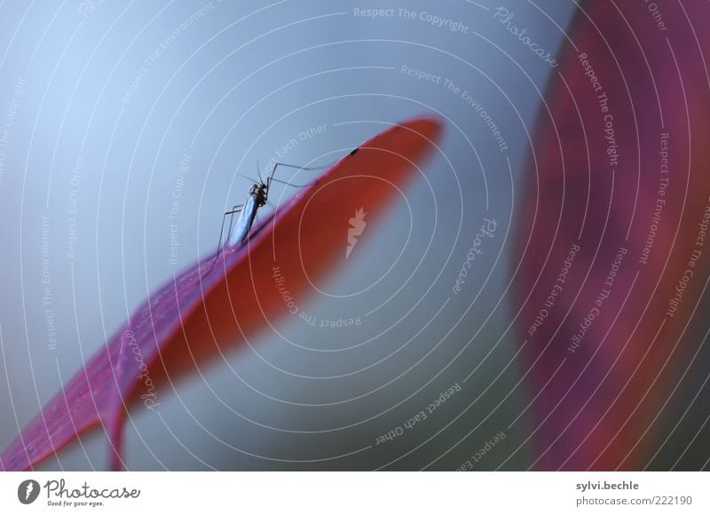 Sie nannten ihn Mücke Umwelt Natur Pflanze Tier Blatt Wildtier Flügel sitzen warten blau rot Stechmücke Insekt mehrfarbig Farbfoto Außenaufnahme Makroaufnahme