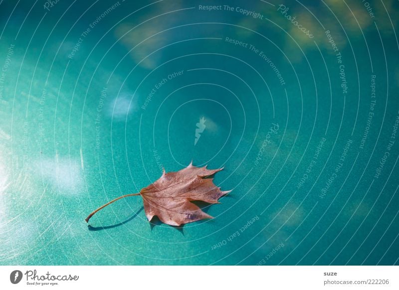 Blatt Natur Pflanze Herbst Wetter glänzend ästhetisch außergewöhnlich schön Einsamkeit Zeit Herbstlaub herbstlich Jahreszeiten Färbung Herbstbeginn Oktober