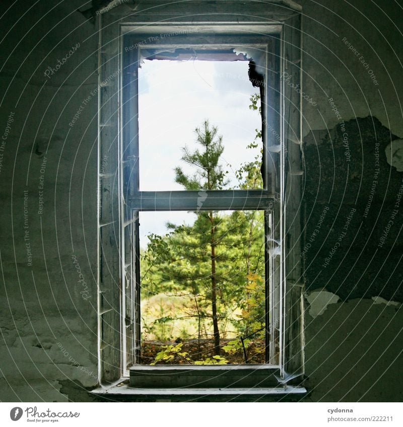 Aussichtsreich Raum Umwelt Natur Baum Ruine Mauer Wand Fenster ästhetisch einzigartig Leben ruhig Verfall Vergangenheit Vergänglichkeit Wachstum