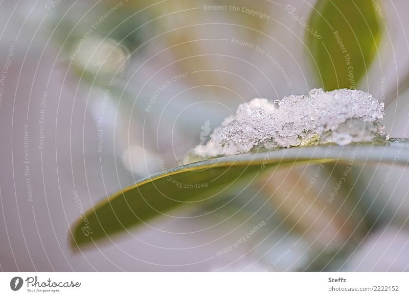 Schneehäubchen schmelzen auftauen schmelzender Schnee Schneekristalle Winterblatt Tauwetter gefroren Schneehaube schneebedeckt Winterlicht feuchtkalt nasskalt