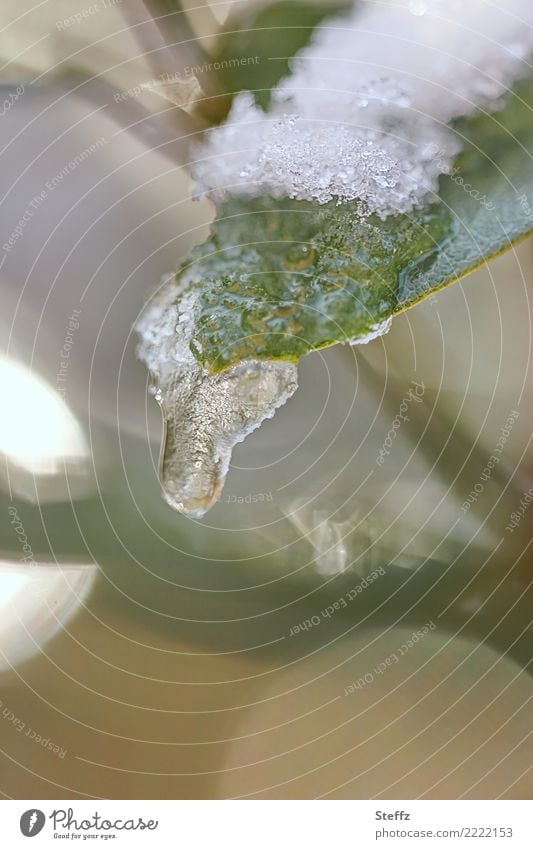 Tauwetter mit Eiszapfen schmelzender Schnee Schneehäubchen auftauen Frost Blatt frieren Schneeschmelze graues Winterlicht heimisch feuchtkalt graues Licht