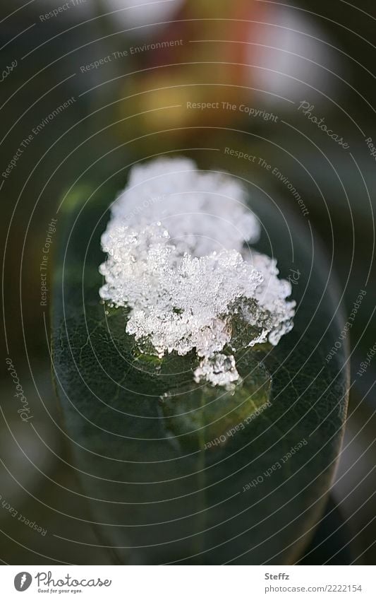 der Schnee schmilzt Tauwetter auftauen schmelzen Eis Frost Blatt Schneehäubchen Nasskälte nasskalt Tauwetterstimmung Lichteinfall schönes Licht Schneekristalle