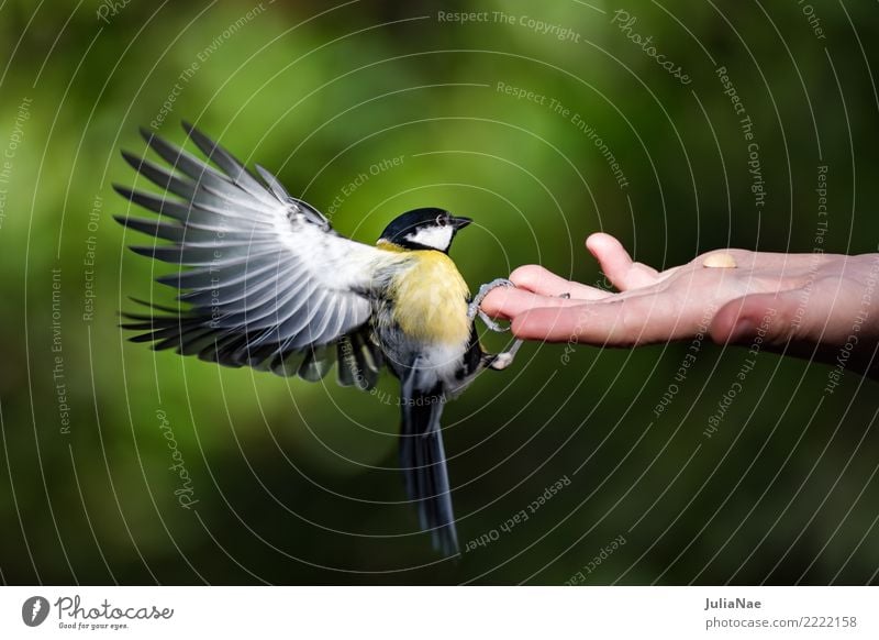 Kohlmeise landet auf einer Hand Meisen füttern Futter Vogel fliegen Tier Singvögel Schnabel Feder Winter Natur landen Wildtier wild wildlife