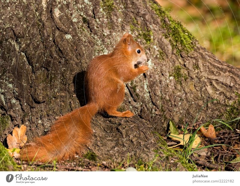 kleines Eichhörnchen im wald Wildtier wild süß niedlich Tier Schwanz Nagetiere Säugetier wildlife eichkätzchen eichkater braun Fell Herbst Wald schön Natur