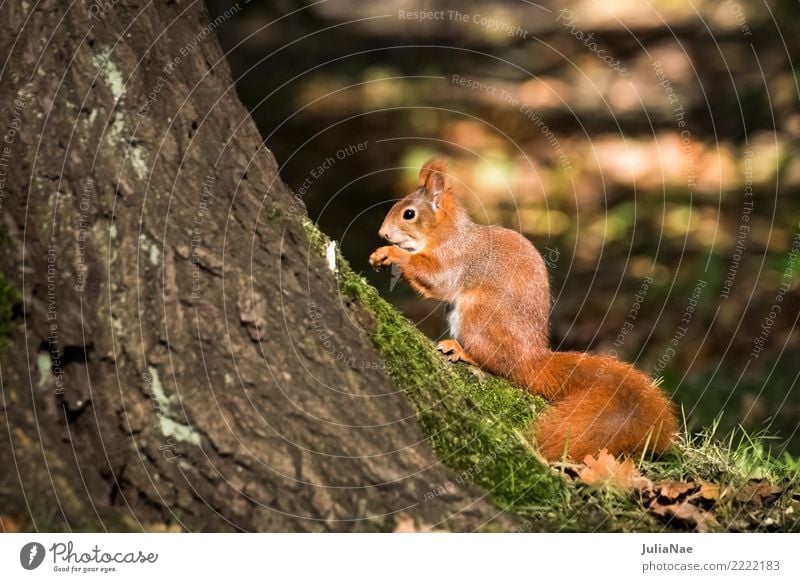 kleines Eichhörnchen im wald Wildtier wild süß niedlich Tier Schwanz Nagetiere Säugetier wildlife eichkätzchen eichkater braun Fell Herbst Wald schön Natur