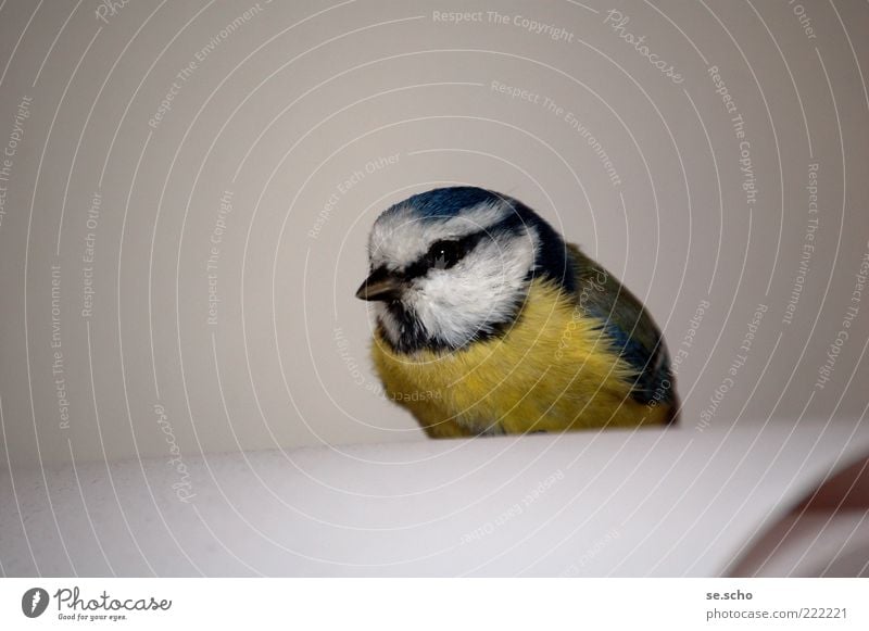 Besuch Tier Wildtier Vogel 1 blau mehrfarbig gelb grau weiß schön achtsam Wachsamkeit ruhig Erschöpfung Neugier Farbfoto Innenaufnahme Nahaufnahme Menschenleer