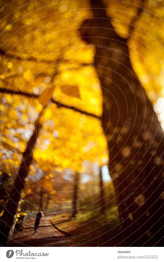 morgenspaziergang Mensch maskulin Leben 1 Umwelt Natur Pflanze Herbst Baum leuchten gold Idylle Verfall Herbstlaub herbstlich Herbstfärbung goldgelb Baumstamm