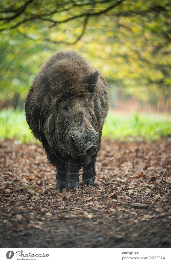 wildes Schwein Lebensmittel Fleisch Ernährung Umwelt Natur Wetter Pflanze Baum Wald Tier Nutztier Wildtier Idylle Wildfleisch Wildschwein Herbst Herbstwald