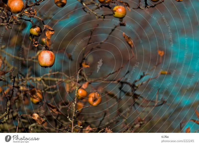 Gartenapfelbaum Apfel Umwelt Natur Herbst Pflanze Baum Nutzpflanze Apfelbaum hängen authentisch saftig blau braun gelb Farbfoto Außenaufnahme Menschenleer Tag