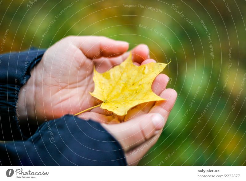 Der Herbst ist da! Jugendliche Leben Hand 1-3 Jahre Kleinkind 3-8 Jahre Kind Kindheit Umwelt Natur Schönes Wetter Blatt Erholung Umweltverschmutzung