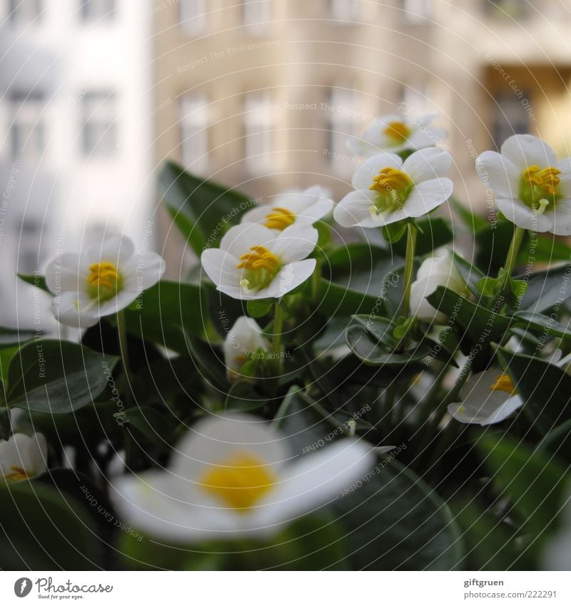 sommer auf balkonien II Sommer Pflanze Blume Blatt Blüte Topfpflanze Haus Bauwerk Gebäude Mauer Wand Fassade Fenster Blühend Wachstum grün weiß Balkonpflanze