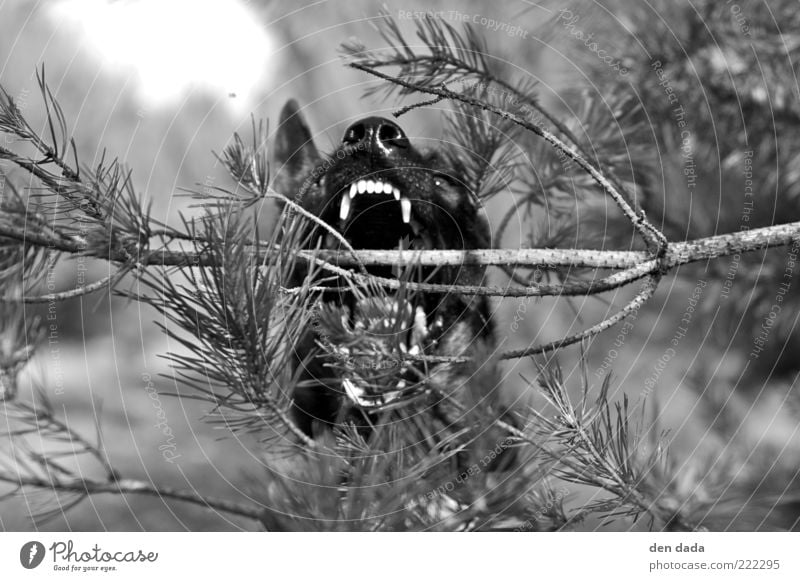 ..der will nur spielen Tier Hund 1 Bewegung fangen kämpfen springen Aggression bedrohlich dunkel fest muskulös rebellisch verrückt Kraft Willensstärke Macht Mut