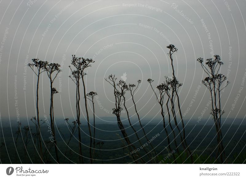 Bottrop Natur Landschaft Pflanze Himmel Halde blau braun Umwelt Halde Haniel Ruhrgebiet Bergbau Aussicht Farbfoto Gedeckte Farben Außenaufnahme Menschenleer