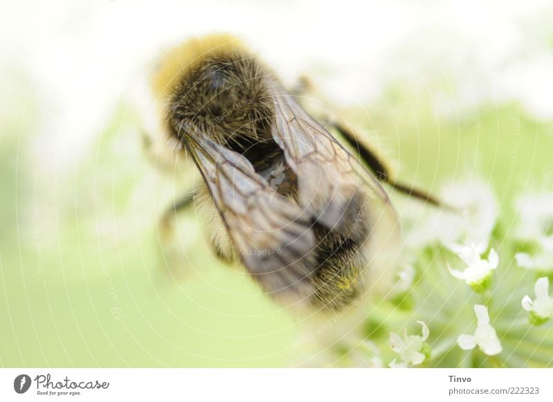 ich vermisse den Sommer Natur Frühling Schönes Wetter Grünpflanze Biene 1 Tier krabbeln sitzen Honigbiene Flügel Insekt zart zartes Grün hell Farbfoto