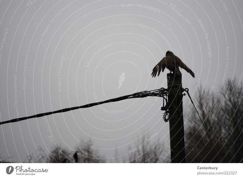 Buzzard under Current Tier Herbst schlechtes Wetter Vogel Flügel 1 hocken warten hoch trist grau schwarz Wachsamkeit ruhig Stolz Gedeckte Farben Außenaufnahme