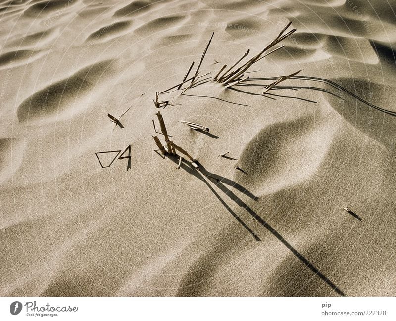 stielrichtung Umwelt Natur Sand Sommer Stengel Halm Schilfrohr heiß trocken Wärme braun grau Vergänglichkeit Stranddüne Dünengras vertrocknet verdorrt