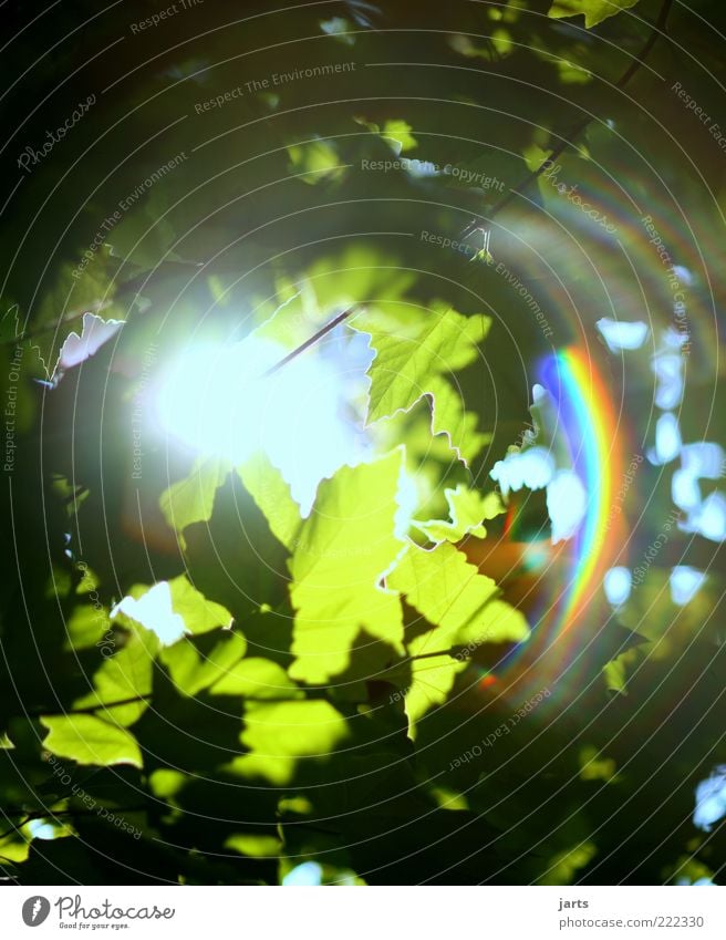 .sonnenschein. Pflanze Sonne Sonnenlicht Schönes Wetter Baum Blatt frisch hell natürlich schön Zufriedenheit ruhig Erholung Natur Regenbogen Farbfoto