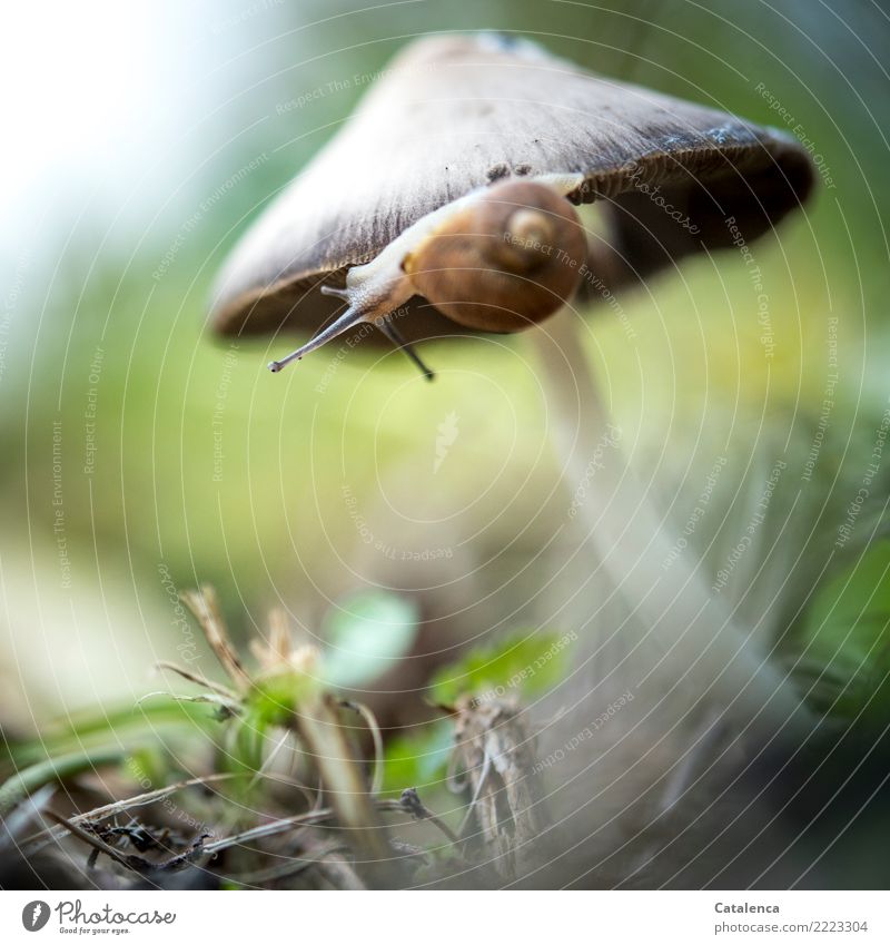 Rundherum; die Schnecke zieht ihre Kreise auf dem Pilzhut Natur Pflanze Tier Herbst Gras Blatt Unkraut Wiese Wald 1 hängen wandern glänzend schön nass schleimig