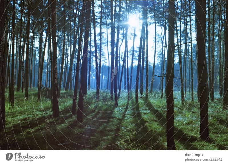 lichtung Umwelt Natur Sonnenlicht Herbst Schönes Wetter Pflanze Baum Gras Wald Holz hell hoch natürlich ruhig Farbfoto Außenaufnahme Menschenleer Abend Licht