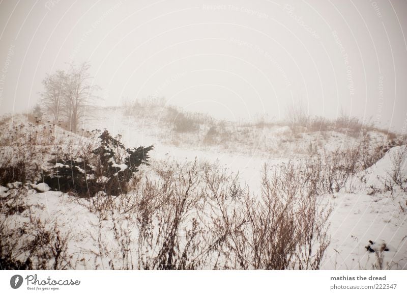 HEUTE WAR NUR EIN VORGESCHMACK Umwelt Natur Landschaft Himmel Wolken Horizont Winter Klima schlechtes Wetter Nebel Eis Frost Schnee Pflanze Baum Gras Sträucher