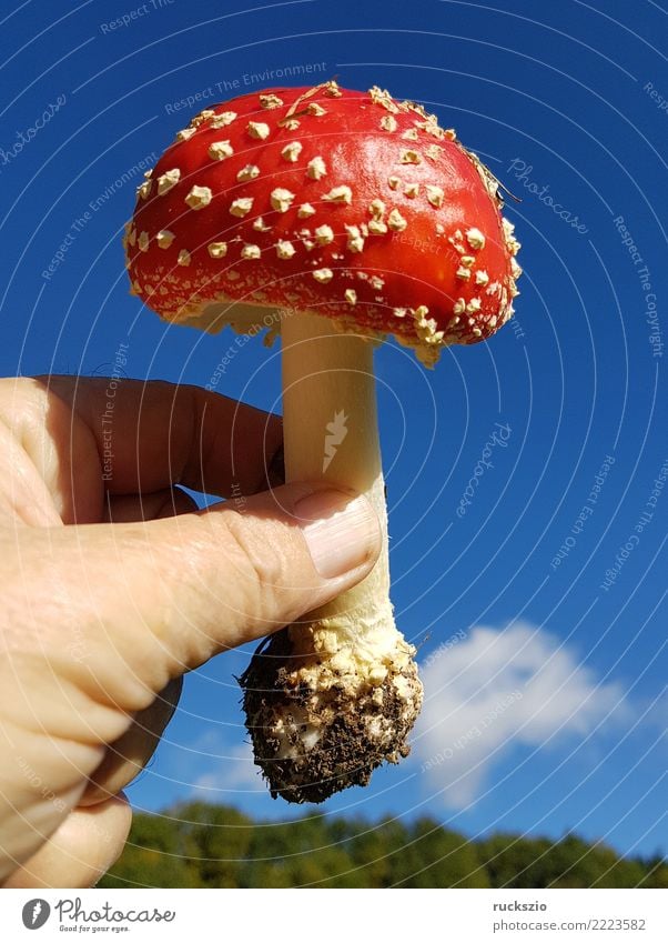 Toadstool, Amanita, muscaria Natur Pflanze Herbst Wald Hut rot Fliegenpilz var Giftpilz Waldpilz Pilz Waldpilze Pilzimpression Botanik ungenießbar Lamellenpilz