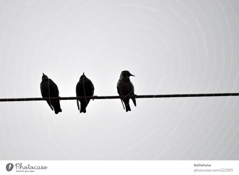 Sit & wait! Natur Tier Wildtier Vogel Flügel 3 sitzen Hochspannungsleitung Farbfoto Gedeckte Farben Außenaufnahme Morgen Morgendämmerung Tag Licht