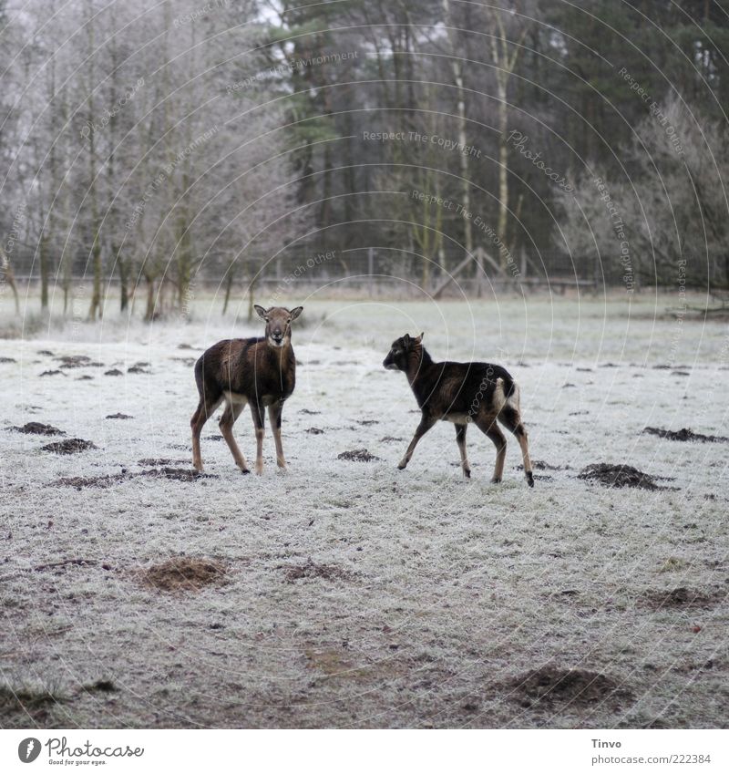 2 Rehe auf gefrorener Wiese Natur Winter Eis Frost Schnee Wald Wildtier Tier kalt Sikahirsche Schüchternheit Überraschung Maulwurfhügel Raureif Gehege Weide