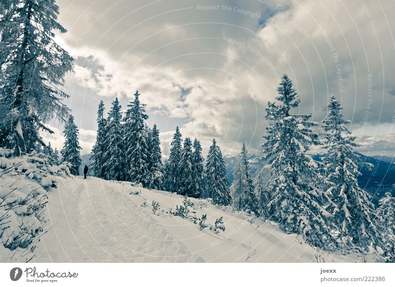 Einbruch Winter Schnee Winterurlaub maskulin 1 Mensch Natur Himmel Wolken Baum Berge u. Gebirge Wege & Pfade laufen wandern hoch kalt blau weiß ruhig Idylle