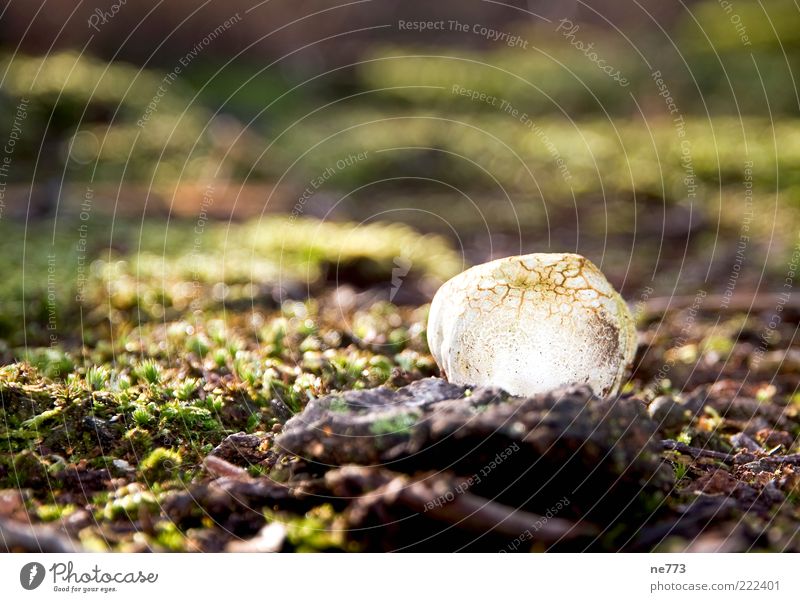 Pilzglühen im Moor Umwelt Natur Landschaft Moos Sumpf entdecken Erholung träumen Farbfoto Außenaufnahme glänzend Boden Textfreiraum oben Reflexion & Spiegelung