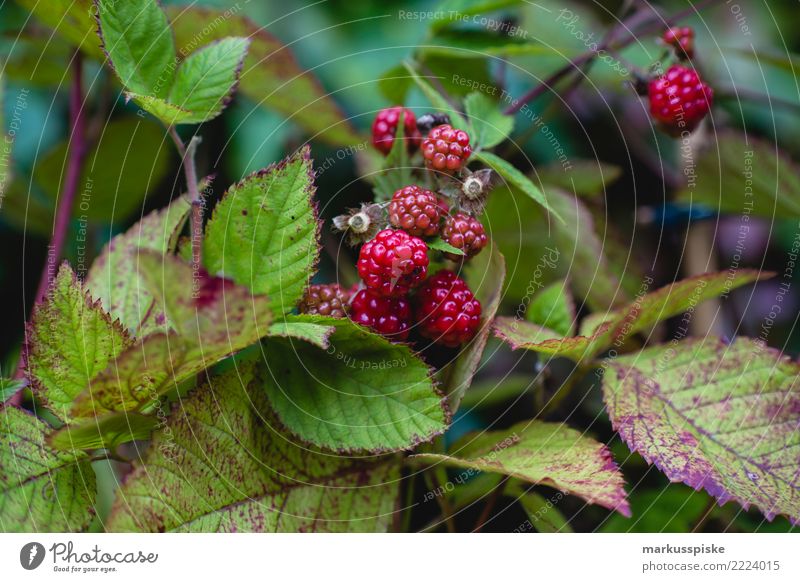 Himbeeren Urban Gardening Lebensmittel Frucht Beeren Ernährung Essen Picknick Bioprodukte Vegetarische Ernährung Diät Fasten Slowfood Fingerfood Lifestyle