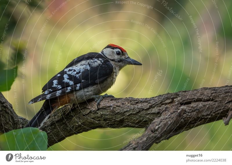 Buntspecht Umwelt Natur Pflanze Tier Sonnenlicht Frühling Sommer Herbst Schönes Wetter Baum Ast Garten Park Wiese Wald Wildtier Vogel Tiergesicht Flügel Krallen