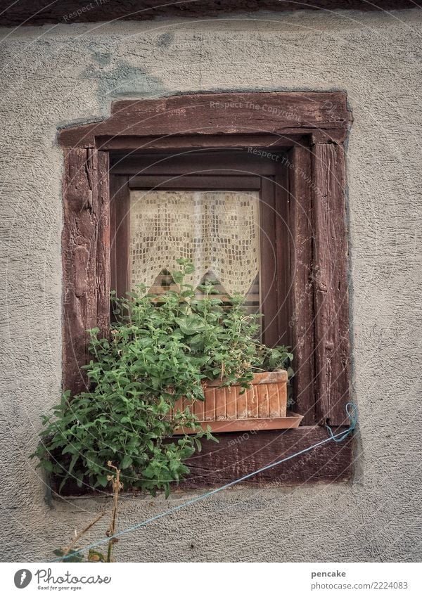 urban gardening (remake) Pflanze Altstadt Fenster alt authentisch Stadt Topfpflanze Fensterbrett grün Seil Holz Gardine Elsass Kräuter & Gewürze Farbfoto