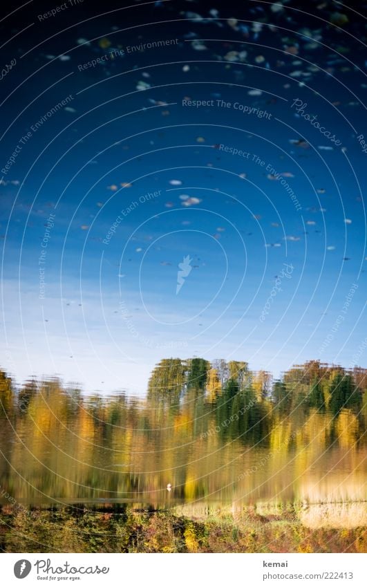 Herbstbäume im See Umwelt Natur Landschaft Pflanze Wasser Himmel Sonnenlicht Klima Schönes Wetter Baum Blatt Wildpflanze Park Seeufer Teich hell nass blau gelb