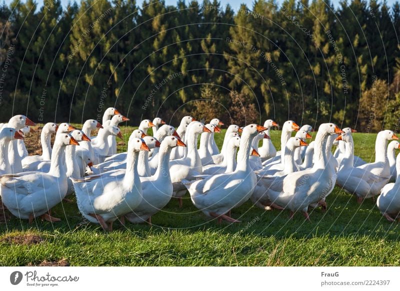 Gans(z) viele Sonnenlicht Herbst Schönes Wetter Feld Wald Tier Vögel Federvieh Entenvögel Tiergruppe laufen Glück Freiheit Hausgans Freilandhaltung Gänsemarsch