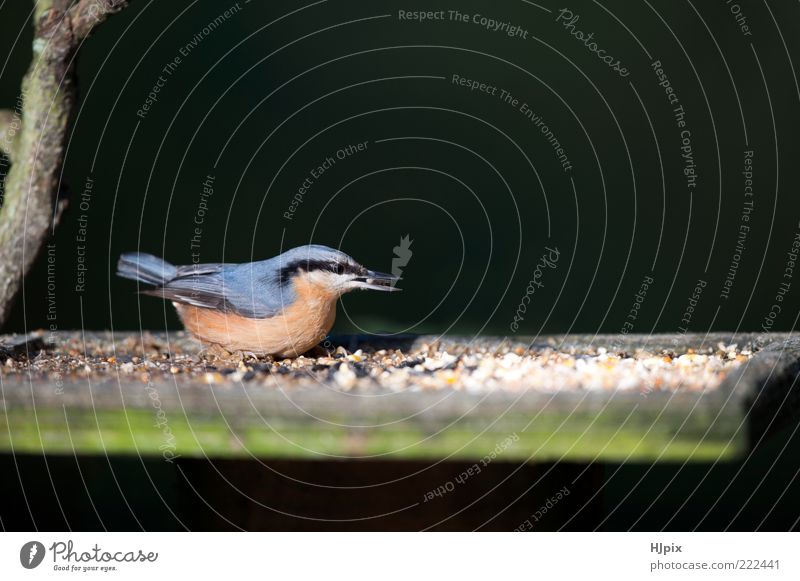 Kleiber (Sitta europaea) Garten Natur Vogel 1 Tier füttern wild Singvogel Briten Europäer Futterhäuschen Samen Waldgebiet Passerine Tierwelt Landschaft Farbfoto