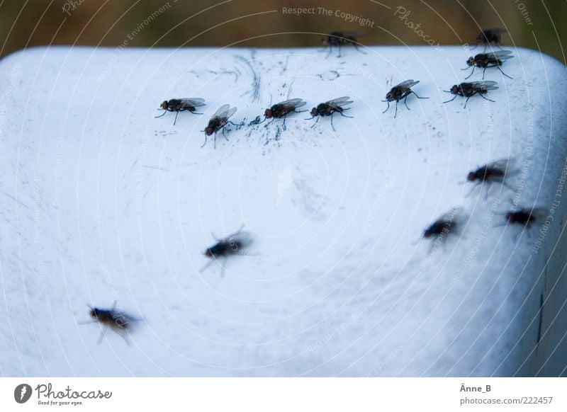 Fliegen unter sich II ruhig Flügel Umwelt Natur Tier Schwarm Fährte Linie Netzwerk krabbeln warten Zusammensein klein schwarz weiß Leichtigkeit Teamwork mehrere